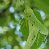 Linden (Lime) Flowers (Tilia cordata)